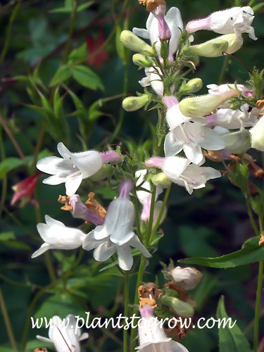Foxglove Penstemon (Penstemon digitalis)